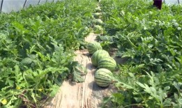 微山最近吃瓜视频,揭秘当地热点事件背后的真相