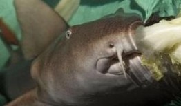 一只吃瓜的小鲨鱼视频,海洋萌宝的欢乐日常