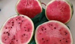 老外吃麒麟瓜的视频,品尝中国夏日特色水果