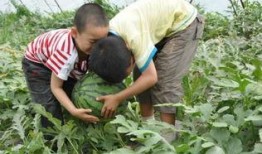 务川网红吃瓜事件视频,一场网络热议的幕后真相揭秘