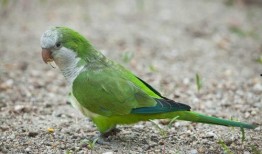 鹦鹉可以吃哈密瓜嘛视频,揭秘哈密瓜的适口性