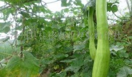 砍瓜可以无限吃吗视频,砍瓜真的可以无限吃？视频揭秘惊人真相