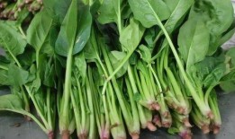 八月瓜可当菜吃吗视频