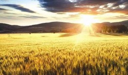 麦田吃瓜视频,揭秘网络热门视频背后的故事