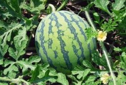 吃瓜群众吃辣视频大全集,吃瓜群众辣视频大全集精彩回顾