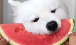 萨摩耶直播吃瓜视频,萌态十足引网友爆笑