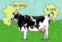 面瓜能不能喂牛吃呢视频,牛的美食还是禁忌？揭秘面瓜喂牛之谜