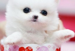 茶杯犬吃哈密瓜会死吗视频,生命安全堪忧！