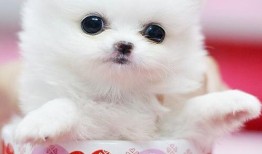 茶杯犬吃哈密瓜会死吗视频,生命安全堪忧！