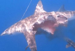 一只吃瓜的小鲨鱼视频,海洋萌宝的欢乐日常