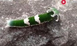 老虎吃瓜动物视频大全,老虎吃瓜动物趣味视频大盘点