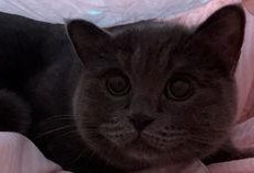 懒猫吃瓜酱小视频下载,揭秘短视频下载背后的秘密