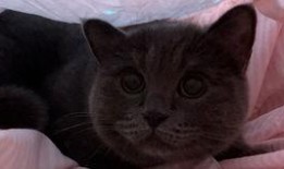 懒猫吃瓜酱小视频下载,揭秘短视频下载背后的秘密