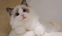 布偶猫吃瓜围观视频大全,萌态十足视频大盘点