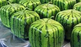 吃瓜梗的由来视频大全集,视频大全集深度解析