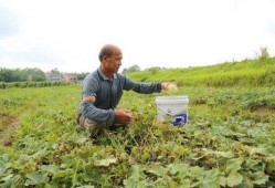 贵港吃瓜事件视频,一场网络热议的真相探寻之旅