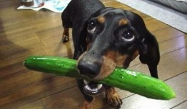 吃瓜白狗视频在线观看免费,带你领略欢乐时光