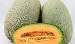 吃巨大哈密瓜视频,一睹巨型哈密瓜的震撼风采