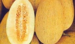 二胖吃哈密瓜的视频,哈密瓜盛宴尽享甜蜜时光