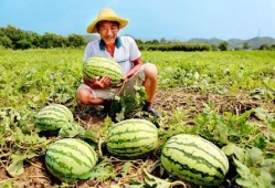 长寿路吃瓜视频