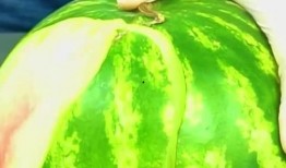 怎样切瓜吃才方便视频,便捷食用指南