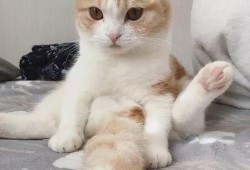 吃瓜搞笑视频猫咪图片,猫咪吃瓜视频，萌态百出笑翻天