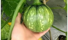 该怎么吃吊瓜好吃呢视频,吊瓜怎么吃才最好吃