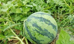 扬州广陵区吃瓜事件视频,扬州广陵区“吃瓜事件”引发社会关注