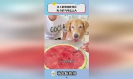 两只小狗吃瓜视频