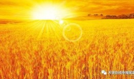 麦田吃瓜视频,揭秘网络热门视频背后的故事