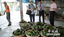 台湾人吃瓜视频,吃瓜视频背后的文化现象解析