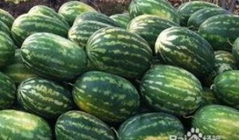 吃瓜视频里什么时间吃最好,吃瓜最佳时间，让你畅享夏日清凉！