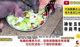 老外吃麒麟瓜好吗视频,新奇体验与味蕾碰撞