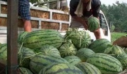 渑池吃瓜新闻最新消息视频,最新视频揭秘事件真相