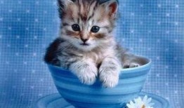 猫怎么吃哈密瓜好呢视频,猫享用哈密瓜的正确姿势与技巧