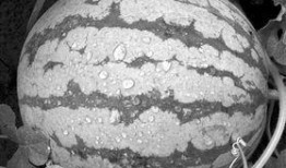 聪明吃瓜视频,短视频中的智慧与趣味