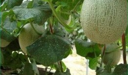 牧民吃哈密瓜视频在线观看