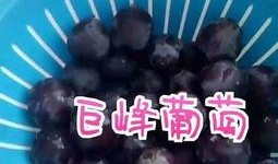 肉松麻瓜吃货视频大全集,吃货视频大全集精彩回顾