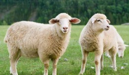 羊可以吃龙瓜吗视频教程