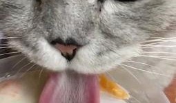 猫怎么吃哈密瓜好呢视频,猫享用哈密瓜的正确姿势与技巧
