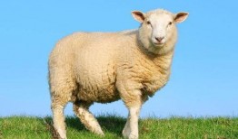 羊可以吃龙瓜吗视频教程