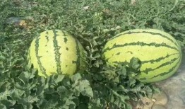 富宁近期热门吃瓜事件视频