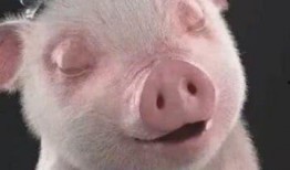 搞笑视频笑得肚子疼吃瓜,肚子疼也要笑出腹肌！