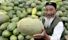 开车去新疆吃哈密瓜视频,畅享哈密瓜甜蜜之旅