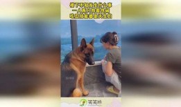 两只小狗吃瓜视频