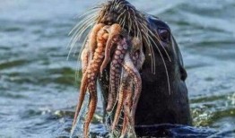 章鱼吃瓜事件视频解说,一场海洋生物的趣味食事