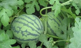 武都城网红吃瓜事件视频,一场网络热议的幕后真相揭秘