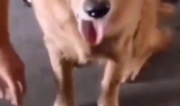 二狗子直播吃瓜视频下载,一场视觉盛宴的下载攻略