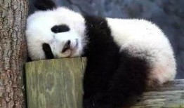 大熊猫吃蓝瓜图片高清视频,大熊猫美食时光高清大揭秘