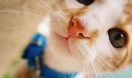 喵咪吃瓜视频素材下载大全,萌宠欢乐时光集锦